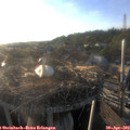 19_20-nest.jpg