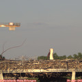 19_25-mast.jpg