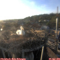 19_25-nest.jpg