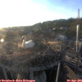 19_35-nest.jpg