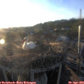 19_40-nest.jpg
