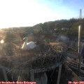19_45-nest.jpg