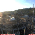 19_50-nest.jpg