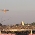 19_55-mast.jpg
