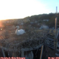 20_25-nest.jpg