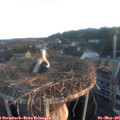 06_15-nest.jpg