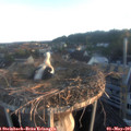 06_20-nest.jpg