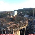 06_25-nest.jpg