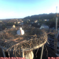 06_40-nest.jpg