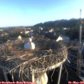 06_50-nest.jpg