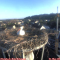 06_55-nest.jpg