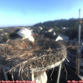 07_05-nest.jpg