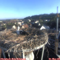 07_20-nest.jpg