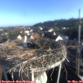 07_25-nest.jpg