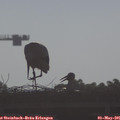 08_20-mast.jpg