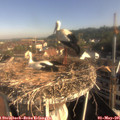 08_20-nest.jpg