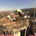 08_25-nest.jpg