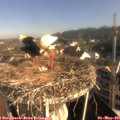 08_30-nest.jpg
