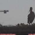 08_35-mast.jpg