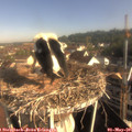 08_40-nest.jpg