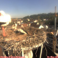 08_45-nest.jpg