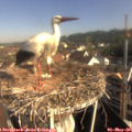 08_50-nest.jpg