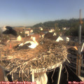 08_55-nest.jpg