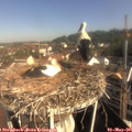09_05-nest.jpg