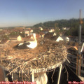 09_10-nest.jpg