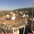 09_15-nest.jpg