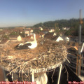 09_25-nest.jpg