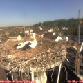 09_30-nest.jpg