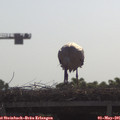 09_55-mast.jpg