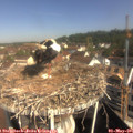 09_55-nest.jpg