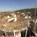 10_00-nest.jpg