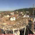 10_20-nest.jpg