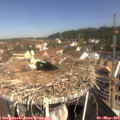10_30-nest.jpg