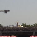 11_25-mast.jpg