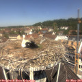 11_40-nest.jpg