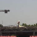 11_45-mast.jpg