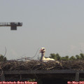 11_50-mast.jpg