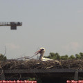 12_00-mast.jpg