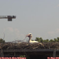 12_05-mast.jpg