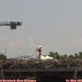 12_10-mast.jpg