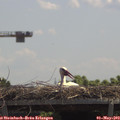 12_30-mast.jpg