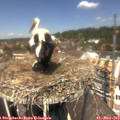 12_50-nest.jpg