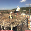 12_55-nest.jpg