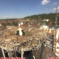 13_00-nest.jpg