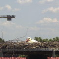 13_05-mast.jpg
