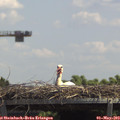 13_10-mast.jpg
